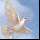 dove - dove, nature pic