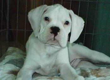 This is a white boxer they are still cute... - my boxer is a fawn male... This is a white boxer they are still cute... - my boxer is a fawn male...