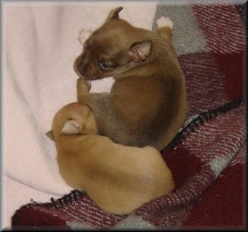 My babies - Chihuahua&#039;s are high strung but can be very loving dogs. Hyper and love to chew on you...lol