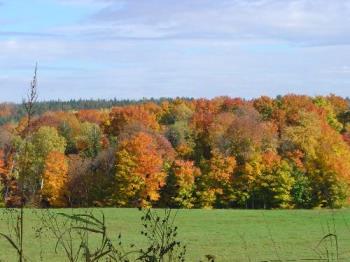 Fall Foliage in New England - Fall Foliage in New England