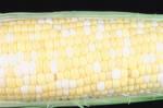 Corn on the Cob - I cut the corn off of my cob, my teeth are too sensitive to eat it on the cob.