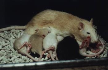 rat with kittens - Rats