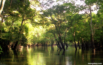 Forest in water - Forest Forest in water - Forest