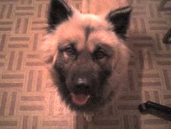 Bear - A picture of my Chow Chow/German Shepherd, Bear.