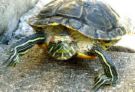 turtle - heres a picture of my turtle!
