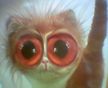 Shocked Cat - Cat with a big Shock