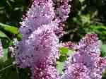 lilacs - I love lilacs and am glad I needed this pic to share on a response
