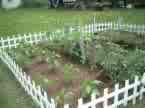 vegetable gardening - picture I went looking for to respond to gardening posting. nice fence and orderly planting