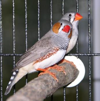 Zebra Finch - Zebra finch