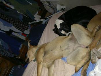 Dogs sleeping in the bed - Dogs sleeping in the bed.