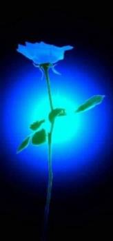 Blue Rose - A white Rose with a Blue Light on it