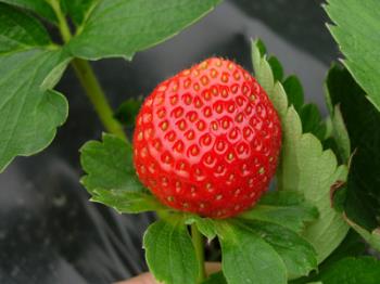 strawberry - strawberry