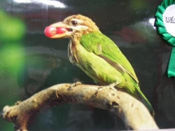 parrot - Photographed at Mysore zoo