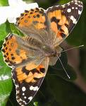 Butterfly - Butterfly