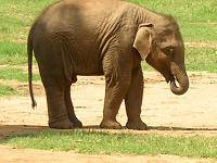 Indian elephant - Photographed at Mysore zoo