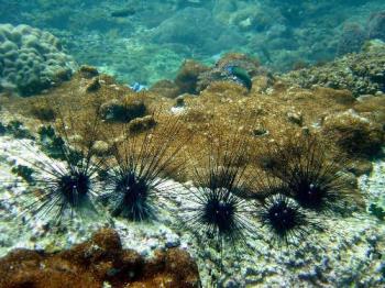 sea-urchins - sea-urchins
