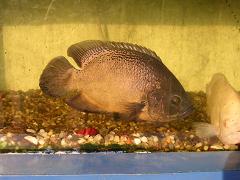 fish at acquarium - Photographed at Mysore acquarium