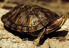 turtle - A picture of a red ear turtle.