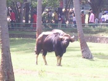 Indian Bison - Photographed at Mysore zoo