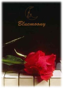 Red Rose - A red rose, on a piano keyboard.