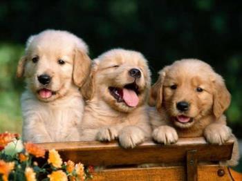 my pets - dont think so my pets - dont think so