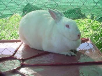 Luna - This is Luna.  She is a blind bunny who is currently in the care of WildRescue, the organization I work for.  Despite her handicap, Luna gets around quite well.  