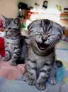 Even this kitten liked it! - Its hard to make a kitten laugh you know!