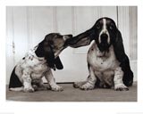 Lend Me Your Ear - photo of two dogs playing with each others!