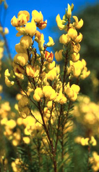 Honeybush (scientific name Cyclopia intermedia; Fa - Honeybush (scientific name Cyclopia intermedia; Family: Fabaceae