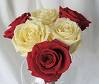 Red and  Yellow Roses - Mix of Red and Yellow Roses