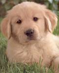 puppy golden retriever - puppy golden retriever