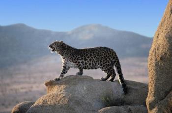 leopard - leopard