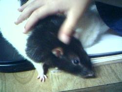 skunk - My pet rat.