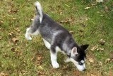 Masha as a pup - My Husky when she was a pup.
