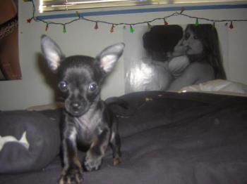 bullet - my teacup chihuahua