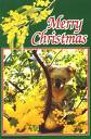 Aussie Christmas!!! - i found this a couple of years ago, a koala sitting in a tree on a beautiful summer&#039;s day, thats christmas here is australia.