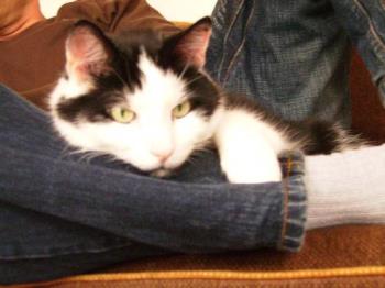 Kodde - Kodde cat Kodde - Kodde cat