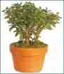 succulent jade plant - a green fleshy plant that is fairly slow to grow and seemingly only rewards you with blooms every 50 years succulent jade plant - a green fleshy plant that is fairly slow to grow and seemingly only rewards you with blooms every 50 years