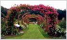 Rose Garden - Rose Garden Rose Garden - Rose Garden