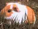 guinea pig - this guinea pig is in the grass. found in response to information received in a discussion!! guinea pig - this guinea pig is in the grass. found in response to information received in a discussion!!