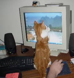 This is my cat playing with the pointer on the com - This is my cat Jinx playing with the pointer on the computer screen. 