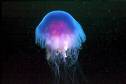 jellyfish - even jellyfish can be beautiful