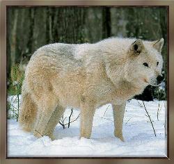 Gray wolf/ white coat.