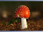 mushrooms - mushrooms