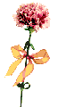 carnation - carnation