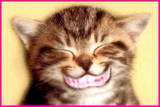 cat smile - smile