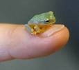 Baby Frog - baby frog