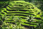 Rice terraces - You can find this place in the philippines.