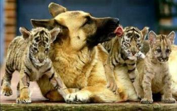 Dog licking Cubs - Dog licking Tiger Cubs