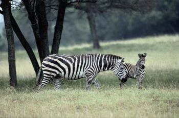zebra - zebra